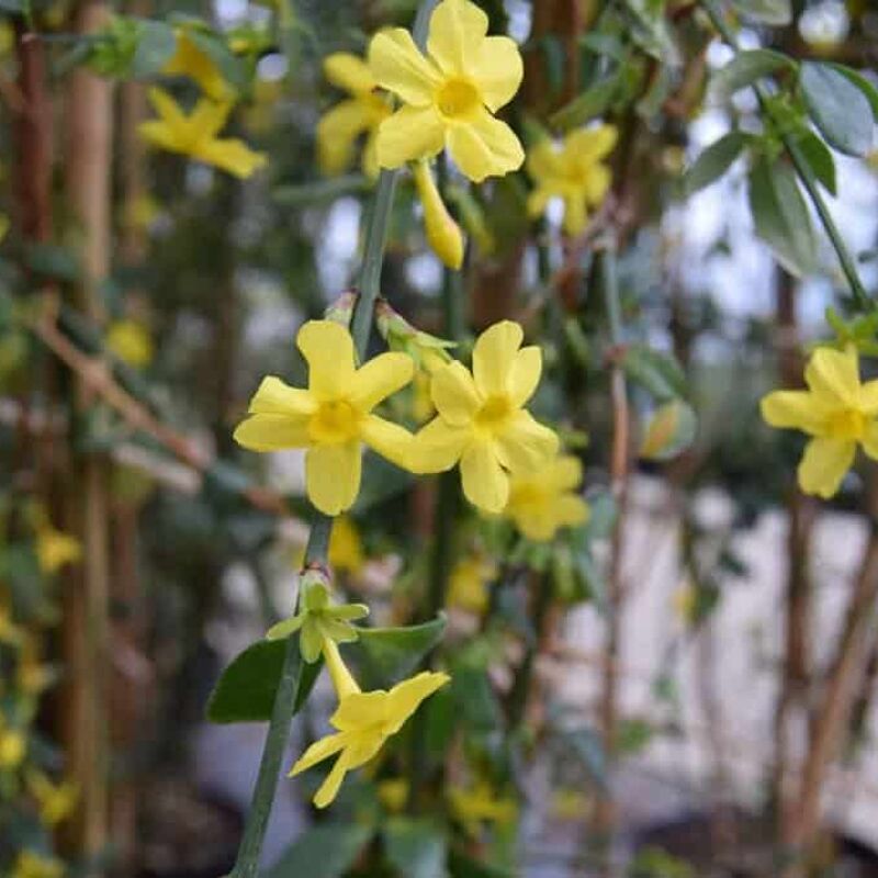 Jasminum nudiflorum 60-80 cm